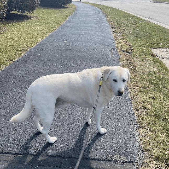 dog walking during the day