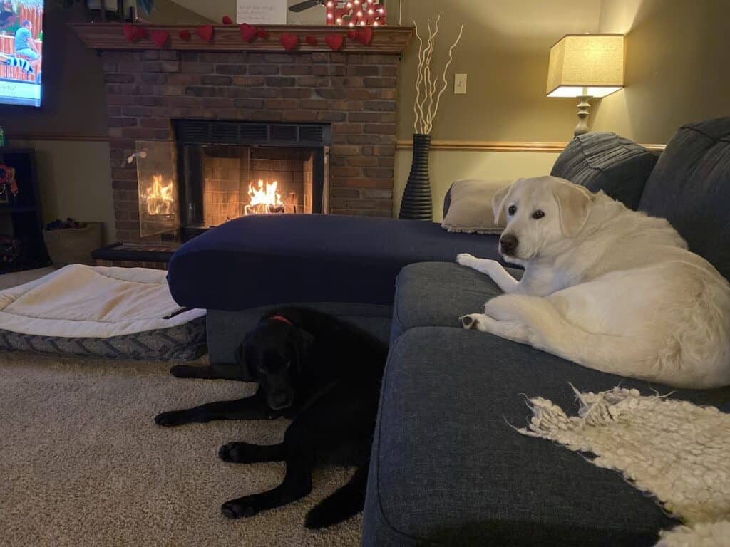 dogs sitting on the couch